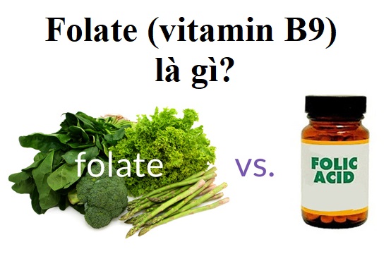 Folate (vitamin B9) là gì? Tác dụng và liều dùng Folate với cơ thể